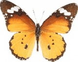   Danaus hrysippus